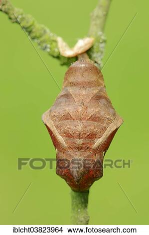 "Pupa of the Pale Owl or Giant Owl butterfly (Caligo memnon), native to South America, captive" View Large Photo Image Picture - "Pupa of the Pale Owl or Giant Owl butterfly (Caligo memnon), native to South America, captive". Fotosearch