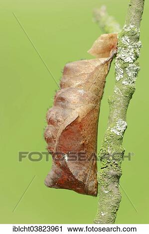 Pupa Of The Pale Owl Or Giant Owl Butterfly Caligo Memnon