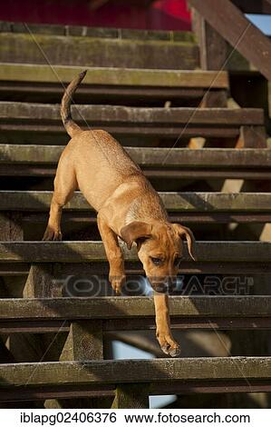 Puppy running down stairs View Large Photo Image Stock Photograph - Puppy running down stairs. Fotosearch