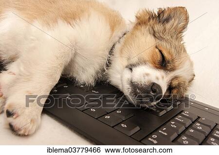 Stock Photograph - Puppy sleeping on a computer keyboard. Fotosearch