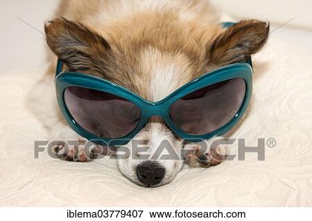 Puppy wearing sunglasses View Large Photo Image Stock Photo - Puppy wearing sunglasses. Fotosearch