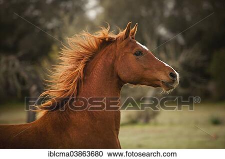"Pura Raza Arabe, Arabian horse, chestnut with blaze, portrait, Majorca, Balearic Islands, Spain, Europe" View Large Photo Image Stock Image - "Pura Raza Arabe, Arabian horse, chestnut with blaze, portrait, Majorca, Balearic Islands, Spain, Europe". Fotosearch
