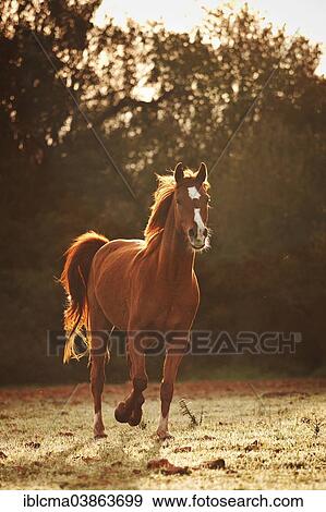 "Pura Raza Arabe, Arabian horse, chestnut with blaze, trotting on meadow, backlit in the morning, Majorca, Balearic Islands, Spain, Europe" View Large Photo Image Stock Photo - "Pura Raza Arabe, Arabian horse, chestnut with blaze, trotting on meadow, backlit in the morning, Majorca, Balearic Islands, Spain, Europe". Fotosearch