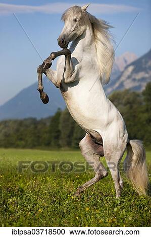 Stock Image - "Pura Raza Espanola or PRE gelding, gray, rearing, Austria, Europe". Fotosearch
