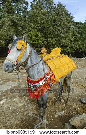 "Pure-bred Arab horse, with ornaments and decorations, Ifrane National Park, Morocco, Africa" View Large Photo Image Stock Image - "Pure-bred Arab horse, with ornaments and decorations, Ifrane National Park, Morocco, Africa". Fotosearch