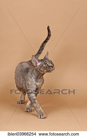 Picture - Purebred Devon Rex cat. Fotosearch