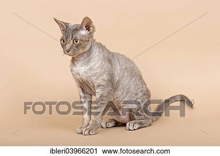 Stock Image - Purebred Devon Rex cat. Fotosearch