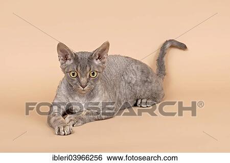 Purebred Devon Rex cat View Large Photo Image Stock Photograph - Purebred Devon Rex cat. Fotosearch