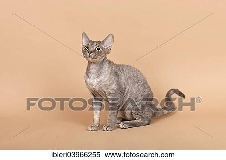 Purebred Devon Rex cat View Large Photo Image Stock Photography - Purebred Devon Rex cat. Fotosearch