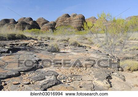 "Purnululu National Park, Bungle Bungles, The Domes Walk, Purnululu Nationalpark, Kimberley Plateau, Western Australia, Australia, Oceania" View Large Photo Image Picture - "Purnululu National Park, Bungle Bungles, The Domes Walk, Purnululu Nationalpark, Kimberley Plateau, Western Australia, Australia, Oceania". Fotosearch