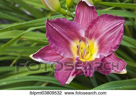 "Purple and yellow daylily (Hemerocallis), Quebec, Canada, North America" View Large Photo Image Stock Image - "Purple and yellow daylily (Hemerocallis), Quebec, Canada, North America". Fotosearch