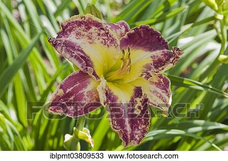 "Purple and yellow hybrid daylily (Hemerocallis), Quebec, Canada, North America" View Large Photo Image Stock Image - "Purple and yellow hybrid daylily (Hemerocallis), Quebec, Canada, North America". Fotosearch