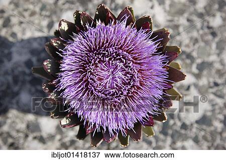 "Purple artichoke flower, houseplant" View Large Photo Image Stock Photo - "Purple artichoke flower, houseplant". Fotosearch