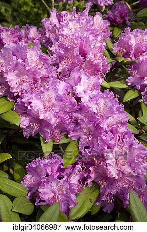 "Purple blooming Rhododendron (Rhododendron sp. ), Saxony, Germany, Europe" View Large Photo Image Stock Photo - "Purple blooming Rhododendron (Rhododendron sp. ), Saxony, Germany, Europe". Fotosearch