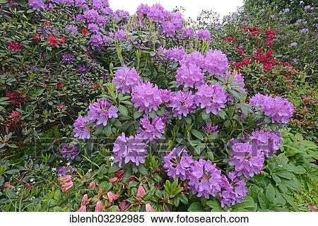 "Purple blooming Rhododendron (Rhododendron), Luttum, Kirchlinteln, Lower Saxony, Germany, Europe" View Large Photo Image Stock Photography - "Purple blooming Rhododendron (Rhododendron), Luttum, Kirchlinteln, Lower Saxony, Germany, Europe". Fotosearch