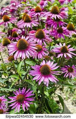 Purple Coneflower (Echinacea purpurea) View Large Photo Image Stock Image - Purple Coneflower (Echinacea purpurea). Fotosearch