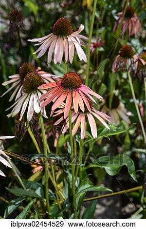 Stock Photo - Purple Coneflower (Echinacea purpurea). Fotosearch