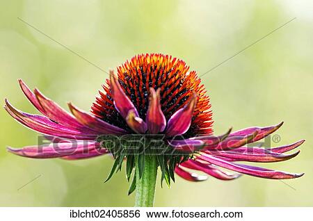 Stock Photograph - "Purple Coneflower (Echinacea purpurea, Rudbeckia purpurea), flower detail, garden plant, North Rhine-Westphalia, Germany, Europe". Fotosearch