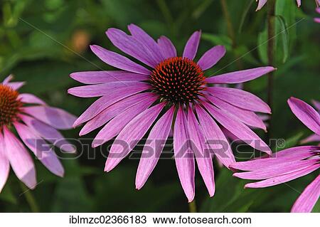"Purple coneflower (Echinacea purpurea), Botanical Garden, Erlangen, Middle Franconia, Bavaria, Germany, Europe" View Large Photo Image Stock Image - "Purple coneflower (Echinacea purpurea), Botanical Garden, Erlangen, Middle Franconia, Bavaria, Germany, Europe". Fotosearch