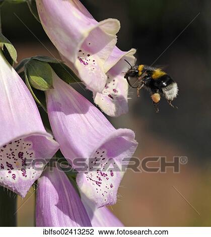 Purple Foxglove or Lady's Glove (Digitalis purpurea) with an approaching Buff-tailed Bumblebee or Large Earth Bumblebee (Bombus terrestris) with pollen loaded on its hind leg, Thuringia, Germany, Europe View Large Photo Image Stock Image - Purple Foxglove or Lady's Glove (Digitalis purpurea) with an approaching Buff-tailed Bumblebee or Large Earth Bumblebee (Bombus terrestris) with pollen loaded on its hind leg, Thuringia, Germany, Europe. Fotosearch
