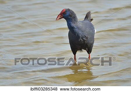 "Purple Gallinule or Purple Swamphen (Porphyrio porphyro) foraging for food in shallow water, Natural Park of S'Albufera, Majorca, Balearic Islands, Spain, Europe" View Large Photo Image Stock Photo - "Purple Gallinule or Purple Swamphen (Porphyrio porphyro) foraging for food in shallow water, Natural Park of S'Albufera, Majorca, Balearic Islands, Spain, Europe". Fotosearch
