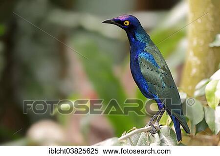 Stock Photography - "Purple Glossy Starling or Purple Starling (Lamprotornis purpureus), native to Africa, captive, Germany, Europe". Fotosearch