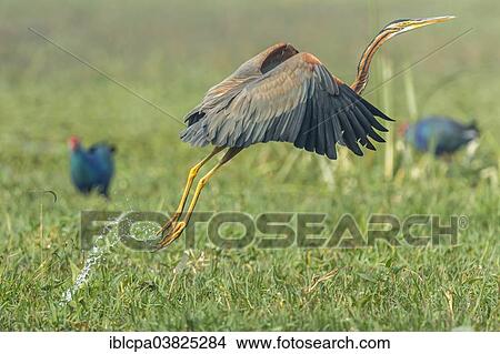 Picture - "Purple Heron (Ardea purpurea) starting, Keoladeo National Park, Rajasthan, India, Asia". Fotosearch