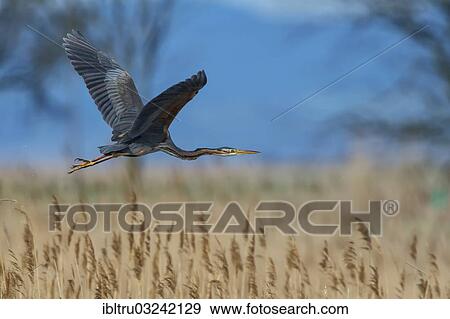"Purple Heron (Ardea purpurea), Austria, Europe" View Large Photo Image Stock Photo - "Purple Heron (Ardea purpurea), Austria, Europe". Fotosearch