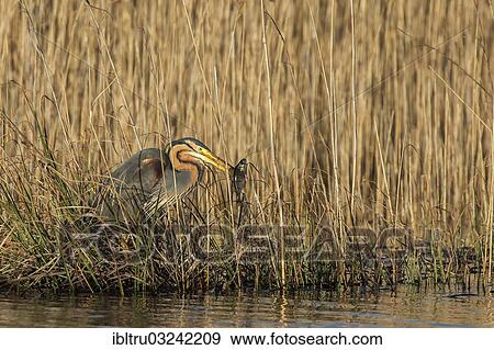 Stock Photo - "Purple Heron (Ardea purpurea), Austria, Europe". Fotosearch