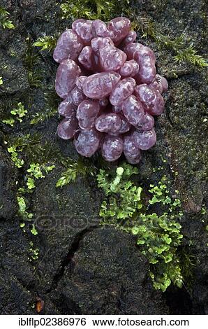 "Purple Jellydisc (Ascocoryne sarcoides), fruiting bodies, Leicestershire, England, United Kingdom, Europe" View Large Photo Image Stock Photograph - "Purple Jellydisc (Ascocoryne sarcoides), fruiting bodies, Leicestershire, England, United Kingdom, Europe". Fotosearch