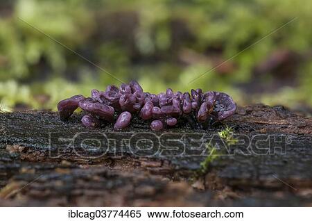 Stock Photography - "Purple Jellydisc (Ascocoryne sarcoides), fruiting bodies, Hesse, Germany, Europe". Fotosearch