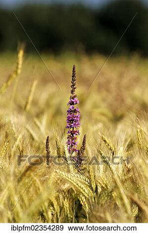 "Purple loosestrife (Lythrum salicania) in barley field, Chiemgau, Upper Bavaria, Germany, Europe" View Large Photo Image Stock Photo - "Purple loosestrife (Lythrum salicania) in barley field, Chiemgau, Upper Bavaria, Germany, Europe". Fotosearch