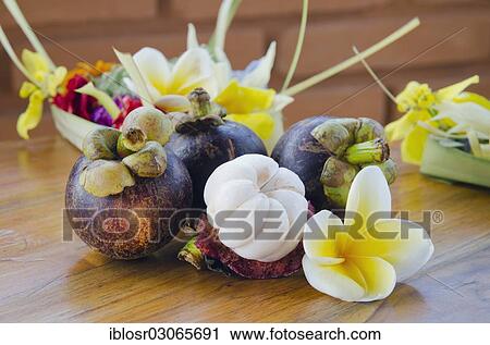 "Purple mangosteen fruits (Garcinia mangostana) with Frangipani flowers, Ubud, Bali, Indonesia, Asia" View Large Photo Image Stock Image - "Purple mangosteen fruits (Garcinia mangostana) with Frangipani flowers, Ubud, Bali, Indonesia, Asia". Fotosearch