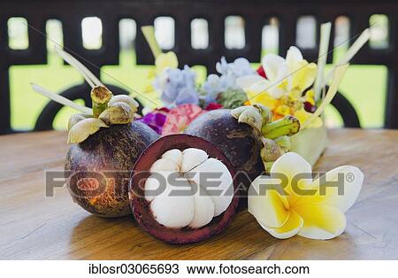 "Purple mangosteen (Garcinia mangostana) with frangipani flowers, Ubud, Bali, Indonesia, Asia" View Large Photo Image Stock Image - "Purple mangosteen (Garcinia mangostana) with frangipani flowers, Ubud, Bali, Indonesia, Asia". Fotosearch