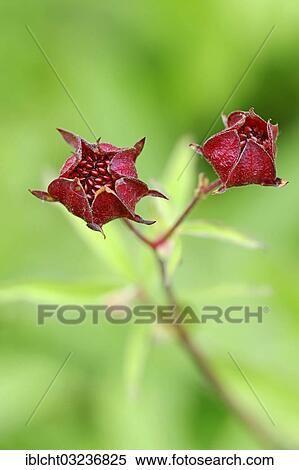 "Purple Marshlocks, Swamp Cinquefoil and Marsh Cinquefoil (Potentilla palustris, Comarum palustre), North Rhine-Westphalia, Germany, Europe" View Large Photo Image Stock Photography - "Purple Marshlocks, Swamp Cinquefoil and Marsh Cinquefoil (Potentilla palustris, Comarum palustre), North Rhine-Westphalia, Germany, Europe". Fotosearch