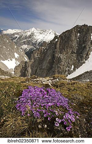 Stock Image - "Purple Mountain Saxifrage (Saxifraga oppositifolia subsp. Oppositifolia) in front of Pleisen-Spitze Mountain und Hoher Gleirsch Mountain, seen from Hafelekar Mountain, Karwendel Mountains, Tyrol, Austria, Europe". Fotosearch