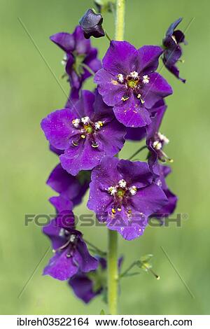 Picture - "Purple Mullein (Verbascum phoeniceum), Seewinkel, Burgenland, Austria, Europe". Fotosearch