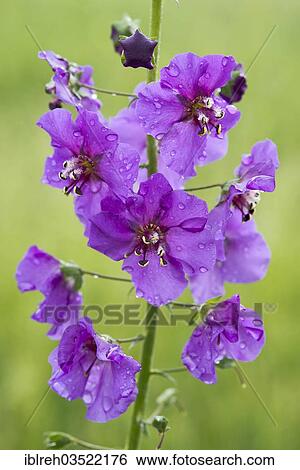 Stock Photograph - "Purple Mullein (Verbascum phoeniceum), Seewinkel, Burgenland, Austria, Europe". Fotosearch