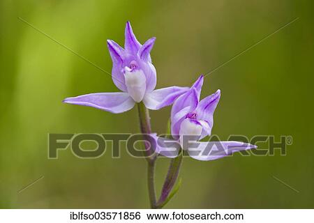 Stock Photograph - "Purple or Red Helleborine (Cephalanthera rubra), flowering, Jena, Thuringia, Germany, Europe". Fotosearch