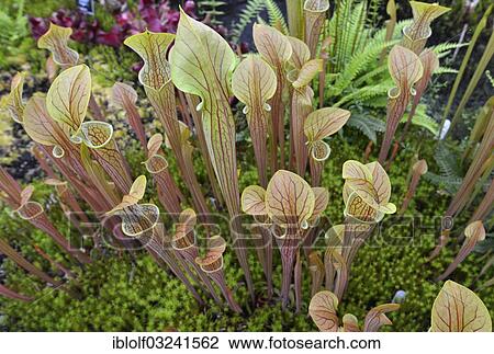 "Purple Pitcherplant (Sarracenia purpurea), Glasgow Botanic Gardens, Glasgow, Scotland, United Kingdom, Europe" View Large Photo Image Stock Image - "Purple Pitcherplant (Sarracenia purpurea), Glasgow Botanic Gardens, Glasgow, Scotland, United Kingdom, Europe". Fotosearch