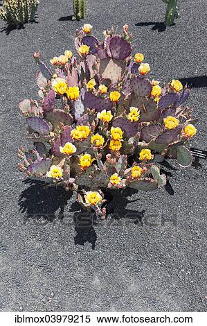 "Purple Prickly-pear (Opuntia macrocentra), native to Mexico, Lanzarote, Canary Islands, Spain, Europe" View Large Photo Image Stock Photography - "Purple Prickly-pear (Opuntia macrocentra), native to Mexico, Lanzarote, Canary Islands, Spain, Europe". Fotosearch