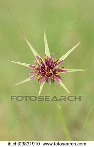 "Purple Salsify or Goatsbeard (Tragopogon porrifolius), flower, Provence, Southern France, France, Europe" View Large Photo Image Stock Image - "Purple Salsify or Goatsbeard (Tragopogon porrifolius), flower, Provence, Southern France, France, Europe". Fotosearch