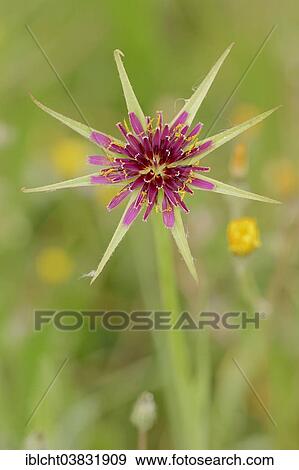 "Purple Salsify or Goatsbeard (Tragopogon porrifolius), flower, Provence, Southern France, France, Europe" View Large Photo Image Stock Photo - "Purple Salsify or Goatsbeard (Tragopogon porrifolius), flower, Provence, Southern France, France, Europe". Fotosearch