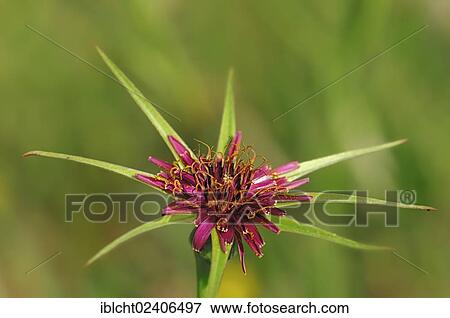 "Purple Salsify, Oyster Plant, Vegetable Oyster, Jerusalem Star or Goatsbeard (Tragopogon porrifolius), Provence, Southern France, France, Europe" View Large Photo Image Stock Photo - "Purple Salsify, Oyster Plant, Vegetable Oyster, Jerusalem Star or Goatsbeard (Tragopogon porrifolius), Provence, Southern France, France, Europe". Fotosearch