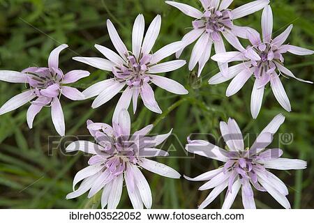 "Purple Salsify (Scorzonera purpurea), Perchtoldsdorfer Heide, Perchtoldsdorf, Lower Austria, Austria, Europe" View Large Photo Image Stock Image - "Purple Salsify (Scorzonera purpurea), Perchtoldsdorfer Heide, Perchtoldsdorf, Lower Austria, Austria, Europe". Fotosearch