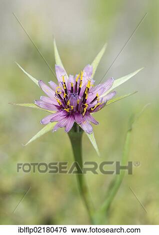 "Purple Salsify (Tragopogon porrifolius), close-up of flower, Lesvos, Greece, Europe" View Large Photo Image Stock Photograph - "Purple Salsify (Tragopogon porrifolius), close-up of flower, Lesvos, Greece, Europe". Fotosearch