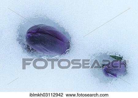 Stock Image - "Purple Spring Crocus (Crocus vernus), closed flowers pushing their way through the snow, Asbach, Bad Hersfeld, Hesse, Germany, Europe". Fotosearch
