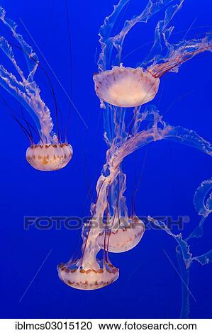 "Purple-striped jelly or jellyfish (Chrysaora colorata), Monterey Bay Aquarium, monterey, California, United States, North America" View Large Photo Image Stock Image - "Purple-striped jelly or jellyfish (Chrysaora colorata), Monterey Bay Aquarium, monterey, California, United States, North America". Fotosearch