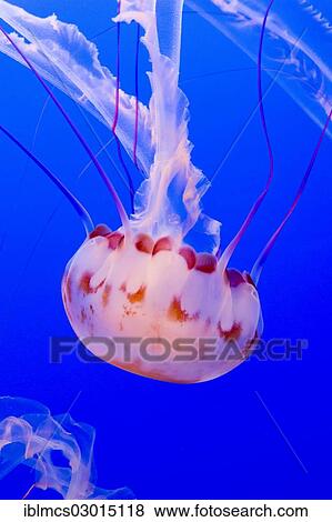 "Purple-striped jelly or jellyfish (Chrysaora colorata), Monterey Bay Aquarium, monterey, California, United States, North America" View Large Photo Image Stock Photo - "Purple-striped jelly or jellyfish (Chrysaora colorata), Monterey Bay Aquarium, monterey, California, United States, North America". Fotosearch