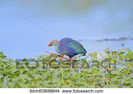 "Purple Swamphen or Purple Gallinule (Porphyrio porphyro poliocephalus), Bharatpur, Rajasthan, India, Asia" View Large Photo Image Picture - "Purple Swamphen or Purple Gallinule (Porphyrio porphyro poliocephalus), Bharatpur, Rajasthan, India, Asia". Fotosearch